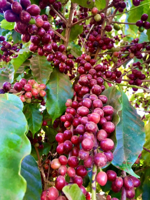 dopink edition by Jiří Prskavec